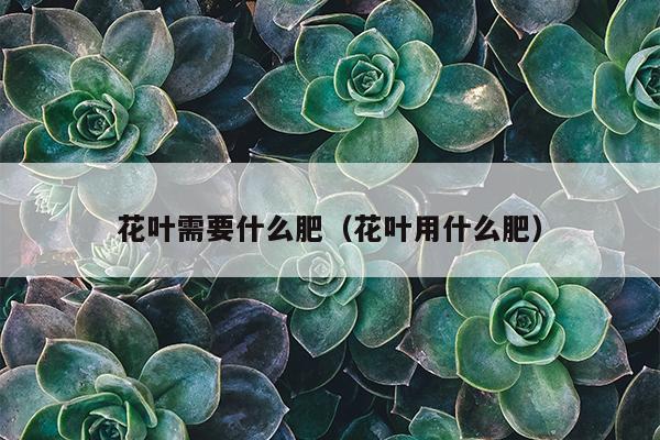 花叶需要什么肥（花叶用什么肥）