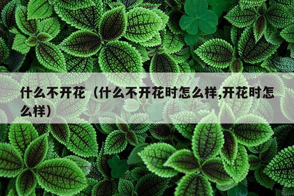 什么不开花（什么不开花时怎么样,开花时怎么样）