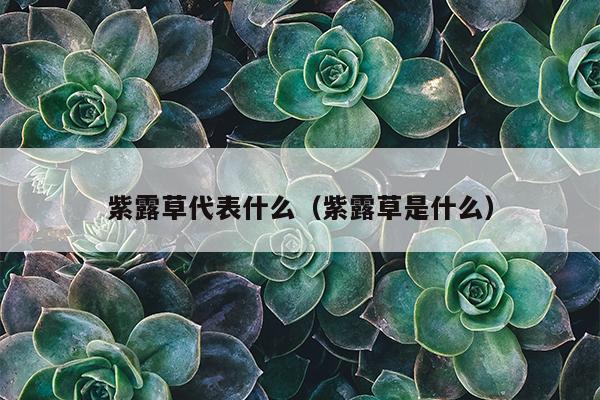 紫露草代表什么（紫露草是什么）