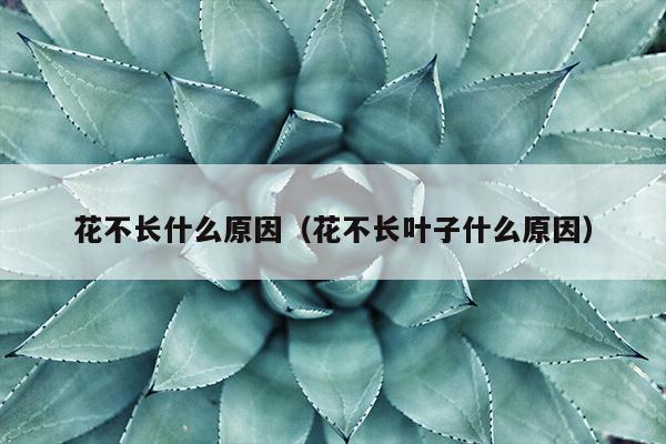 花不长什么原因（花不长叶子什么原因）