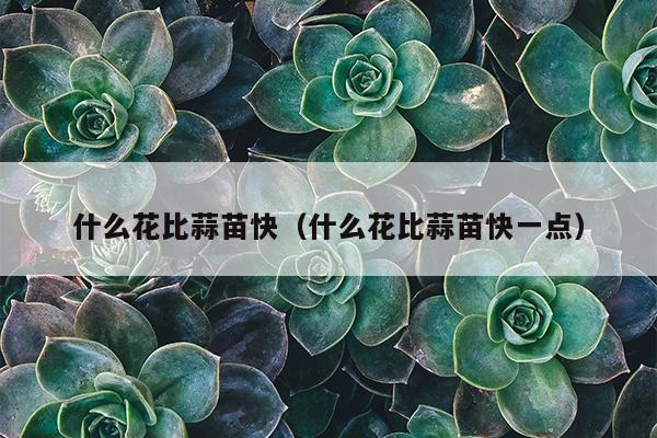 什么花比蒜苗快（什么花比蒜苗快一点）