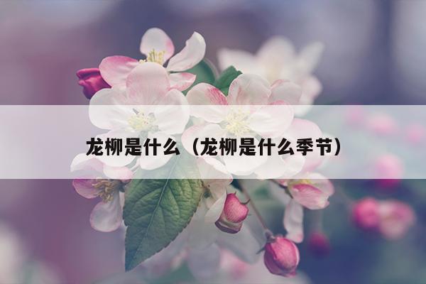 龙柳是什么（龙柳是什么季节）