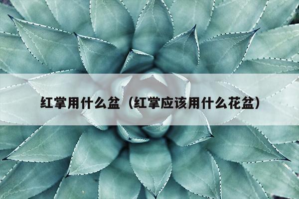 红掌用什么盆（红掌应该用什么花盆）