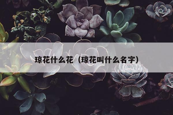 琼花什么花（琼花叫什么名字）