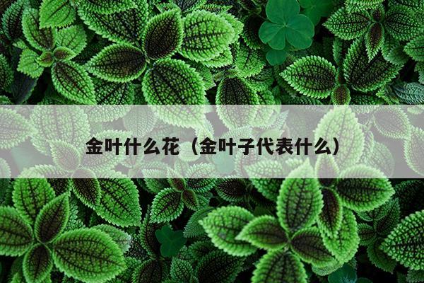 金叶什么花（金叶子代表什么）