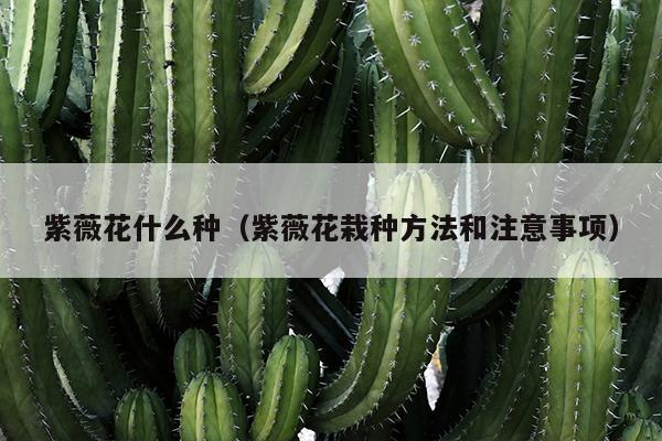 紫薇花什么种（紫薇花栽种方法和注意事项）