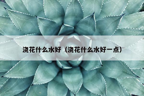 浇花什么水好（浇花什么水好一点）