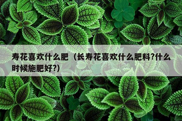 寿花喜欢什么肥（长寿花喜欢什么肥料?什么时候施肥好?）