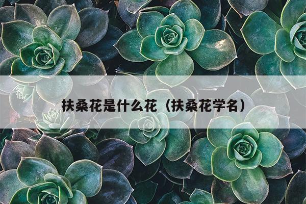 扶桑花是什么花（扶桑花学名）