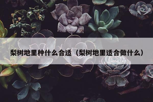 梨树地里种什么合适（梨树地里适合做什么）